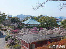 �h�{�V���{�̔~