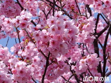 �t���_�Ђ̗z����