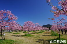 �C��������Ԃ̉��̉͒Í�