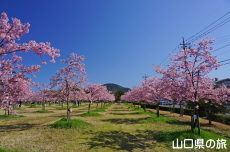 �C�̌�����Ԃ̉��̉͒Í�