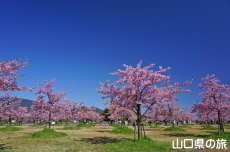 �C�̌�����Ԃ̉��̉͒Í�