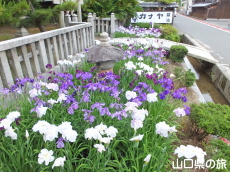 �V���_�Ђ̉ԏҊ�