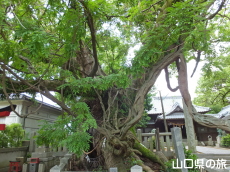 �V���_�Ђ̑��