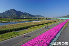 ���g��͐�̎ō�