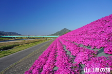 ���g��͐�̎ō�