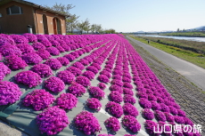 ���g��͐�̎ō�