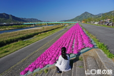 ���g��͐�̎ō�