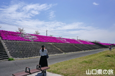 ���g��͐�̎ō�