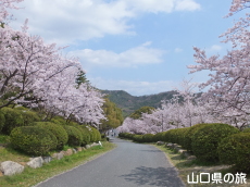 �V�_�R�����̍�