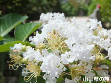 ���h�������̕S���g