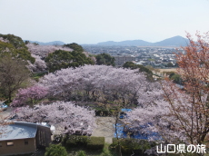 �K�R�����̍�