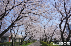 �O�c�K��ԉ��̍�����