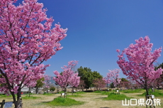 �C��������Ԃ̉��̗z����