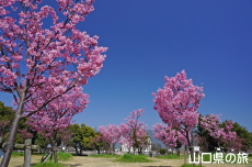 �C��������Ԃ̉��̗z����