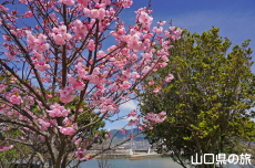 �C��������Ԃ̉��̗z����