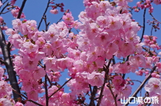 �C��������Ԃ̉��̗z����