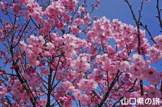 �C��������Ԃ̉��̗z����