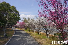 �C��������Ԃ̉��̔~