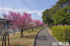 �C��������Ԃ̉��̔~