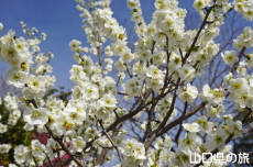 �C��������Ԃ̉��̔~