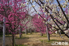 �C��������Ԃ̉��̔~