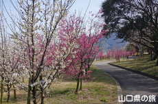 �C��������Ԃ̉��̔~