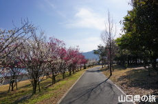 �C��������Ԃ̉��̔~