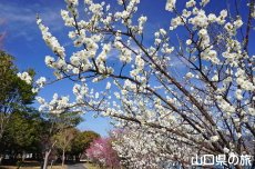 �C��������Ԃ̉��̔~