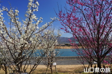 �C��������Ԃ̉��̔~