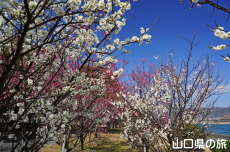 �C��������Ԃ̉��̔~