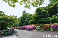 �ї����뉀�̃T�c�L