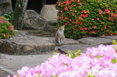 �T�c�L�Ƃɂ��