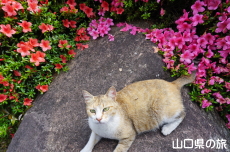 �T�c�L�Ƃɂ��