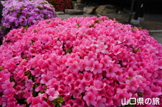 �ї����뉀�̃T�c�L