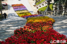 ���̉˂���