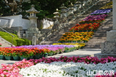 ���̉˂���