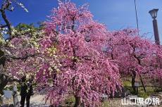 �h�{�V���{�̔~2018