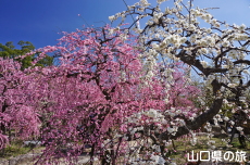 �h�{�V���{�̔~2018