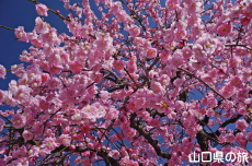 �h�{�V���{�̔~2018