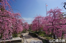 �h�{�V���{�̔~2018