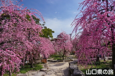 �h�{�V���{�̔~2018