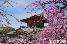 �h�{�V���{�̔~2018