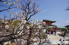 �h�{�V���{�̔~2021