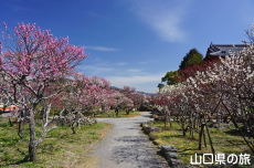 �h�{�V���{�̔~