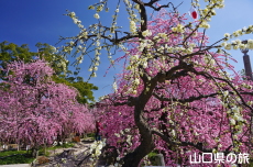 �h�{�V���{�̔~2018