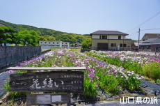 �K�[�f���Ԍ����̉ԏҊ�