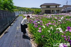 �K�[�f���Ԍ����̉ԏҊ�