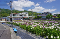 �K�[�f���Ԍ����̉ԏҊ�