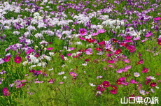 �R�X���X�ƉԏҊ�