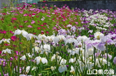 �R�X���X�ƉԏҊ�